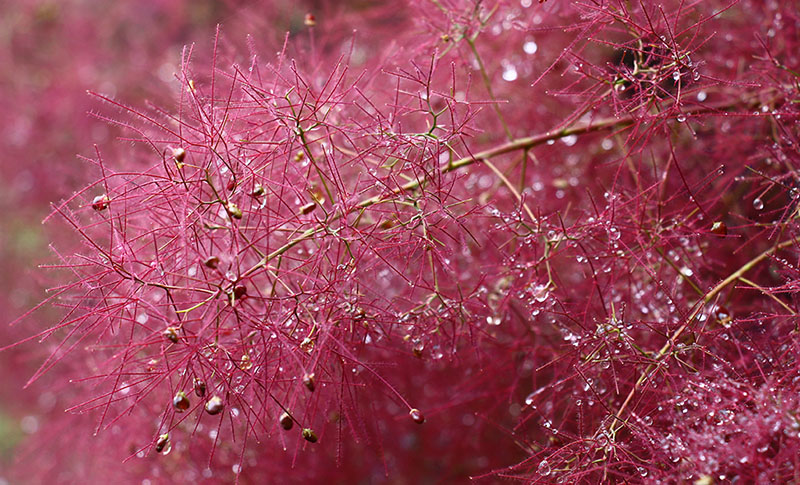 Cotinus